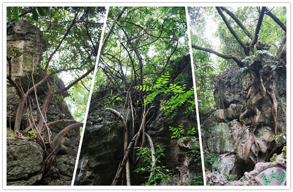 多彩貴州，魅力天下，2021年廣東博皓快樂(lè)貴州行-3