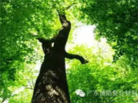 【博皓感悟】欲為大樹(shù),莫與草爭(zhēng) 【博皓感悟】欲為大樹(shù),莫與草爭(zhēng)